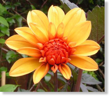 Dahlia