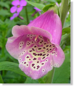 Foxglove