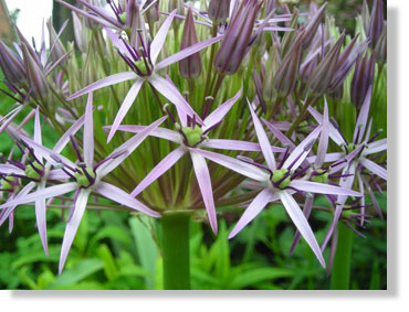 Allium