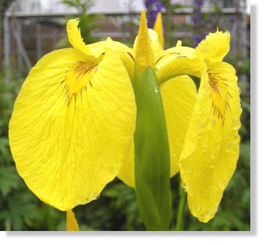 Iris